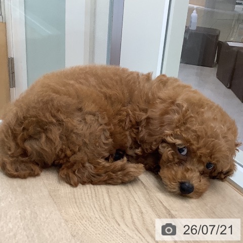 東京都のトイプードル(トイ) (ペットプラス 日の出店/2026年5月15日生まれ/女の子/レッド)の子犬の3枚目の画像