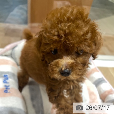 埼玉県のトイプードル(トイ) (ペットプラス ららぽーと富士見店/2026年5月15日生まれ/男の子/レッド)の子犬の4枚目の画像