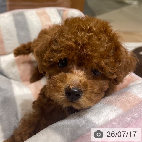 埼玉県のトイプードル(トイ) (ペットプラス ららぽーと富士見店/2026年5月15日生まれ/男の子/レッド)の子犬の3枚目の画像