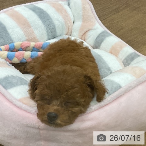 埼玉県のトイプードル(トイ) (ペッツワン 吉川美南店/2026年5月15日生まれ/女の子/レッド)の子犬の4枚目の画像
