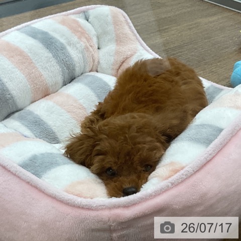 埼玉県のトイプードル(トイ) (ペッツワン 吉川美南店/2026年5月15日生まれ/女の子/レッド)の子犬の3枚目の画像