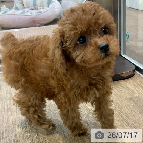 埼玉県のトイプードル(トイ) (ペッツワン 吉川美南店/2026年5月15日生まれ/女の子/レッド)の子犬の3枚目の画像
