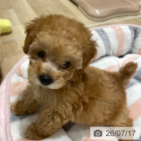 埼玉県のトイプードル(トイ) (ペットプラス ららぽーと富士見店/2026年5月15日生まれ/女の子/アプリコット)の子犬の4枚目の画像