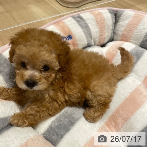 埼玉県のトイプードル(トイ) (ペットプラス ららぽーと富士見店/2026年5月15日生まれ/女の子/アプリコット)の子犬の3枚目の画像