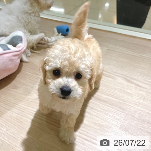 東京都のトイプードル(トイ) (ペットプラス 板橋店/2026年5月20日生まれ/男の子/クリーム)の子犬の4枚目の画像