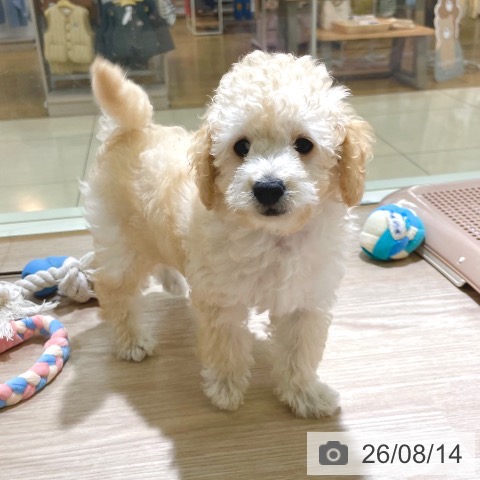 東京都のトイプードル(トイ) (ペットプラス 板橋店/2026年5月20日生まれ/男の子/クリーム)の子犬の4枚目の画像