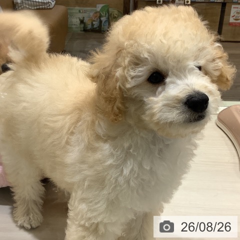 埼玉県のトイプードル(トイ) (ペットプラス クレアモール川越店/2026年5月20日生まれ/男の子/クリーム)の子犬の4枚目の画像