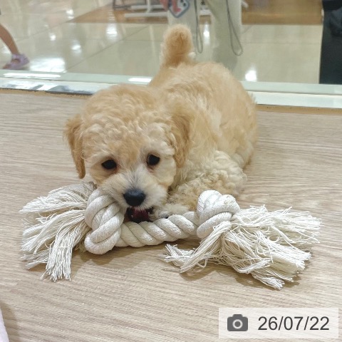 東京都のトイプードル(トイ) (ペットプラス 板橋店/2026年5月20日生まれ/男の子/クリーム)の子犬の3枚目の画像