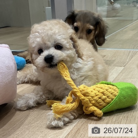 宮城県のトイプードル(トイ) (ペットプラス 名取店/2026年5月20日生まれ/男の子/クリーム)の子犬の4枚目の画像