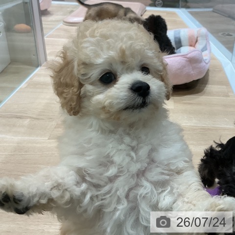宮城県のトイプードル(トイ) (ペットプラス 名取店/2026年5月20日生まれ/男の子/クリーム)の子犬の3枚目の画像