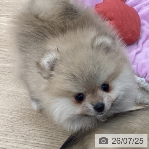 千葉県のポメラニアン (ペットプラス 船橋店/2026年5月20日生まれ/女の子/オレンジ)の子犬の4枚目の画像