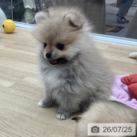 千葉県のポメラニアン (ペットプラス 船橋店/2026年5月20日生まれ/女の子/オレンジ)の子犬の3枚目の画像