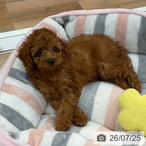群馬県のトイプードル(トイ) (ペットプラス 前橋店/2026年5月19日生まれ/男の子/レッド)の子犬の4枚目の画像