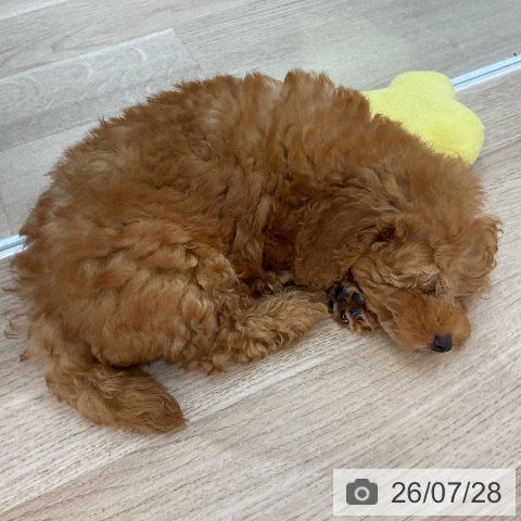 群馬県のトイプードル(トイ) (ペットプラス 前橋店/2026年5月19日生まれ/男の子/レッド)の子犬の3枚目の画像