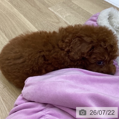 山梨県のトイプードル(トイ) (ペットプラス 甲府昭和店/2026年5月19日生まれ/男の子/レッド)の子犬の4枚目の画像