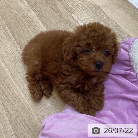 山梨県のトイプードル(トイ) (ペットプラス 甲府昭和店/2026年5月19日生まれ/男の子/レッド)の子犬の3枚目の画像
