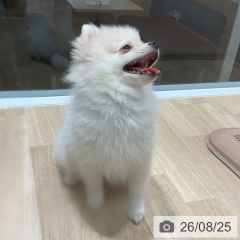 新潟県のポメラニアン (ペットプラス 新潟亀田インター店/2026年5月18日生まれ/男の子/クリーム)の子犬の3枚目の画像