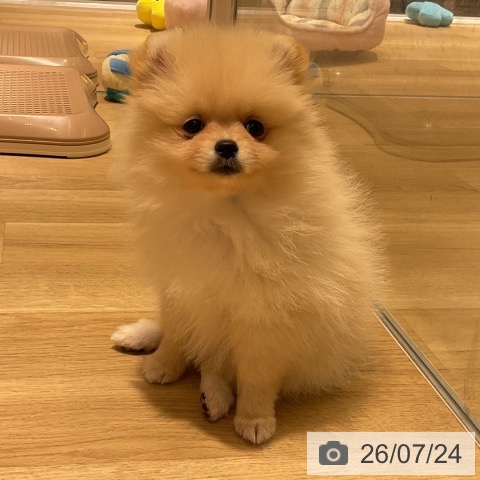 神奈川県のポメラニアン (ペットプラス モザイクモール港北店/2026年5月18日生まれ/女の子/クリーム)の子犬の4枚目の画像