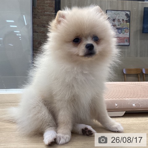 神奈川県のポメラニアン (ペットプラス 座間店/2026年5月18日生まれ/女の子/クリーム)の子犬の3枚目の画像