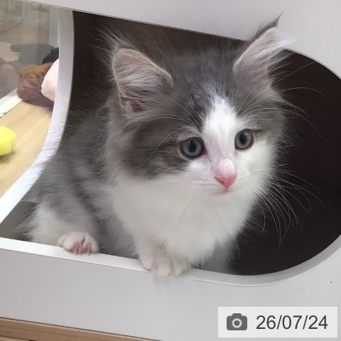 ノルウェージャンフォレストキャットの写真
