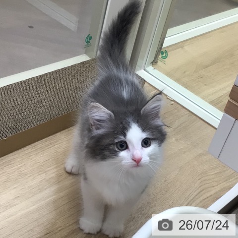 ノルウェージャンフォレストキャットの写真