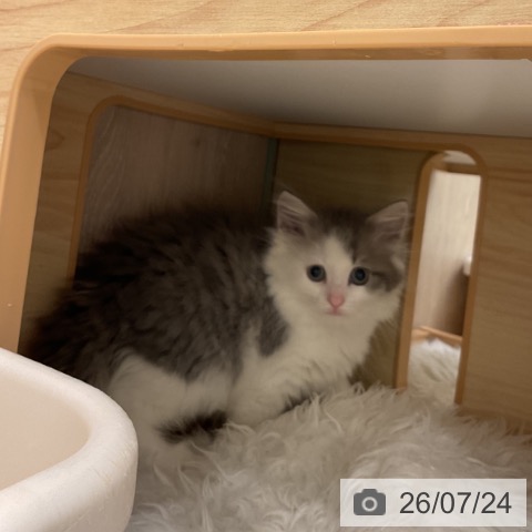 ノルウェージャンフォレストキャットの写真
