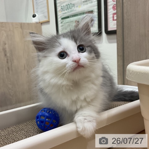 神奈川県のノルウェージャンフォレストキャット (ペットプラス 湘南平塚店/2026年5月22日生まれ/女の子/ブルータビーホワイト)の子猫の4枚目の画像