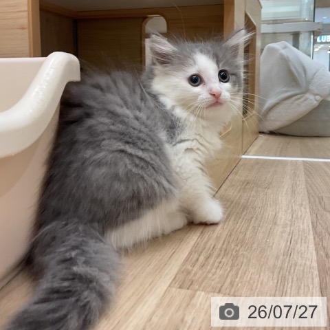 神奈川県のノルウェージャンフォレストキャット (ペットプラス 湘南平塚店/2026年5月22日生まれ/女の子/ブルータビーホワイト)の子猫の3枚目の画像