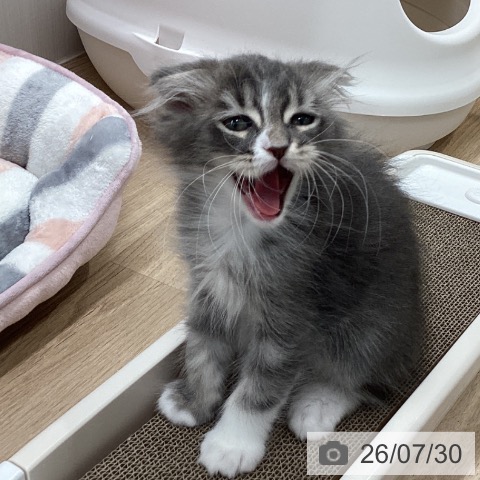 宮城県のスコティッシュフォールド (ペットプラス 仙台上杉店/2026年5月14日生まれ/男の子/ブルータビーホワイト)の子猫の3枚目の画像