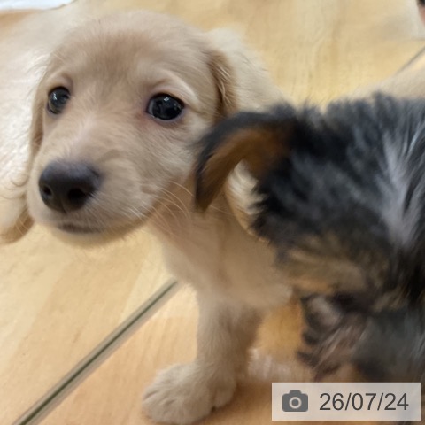 ミニチュア・ダックスフンドの写真