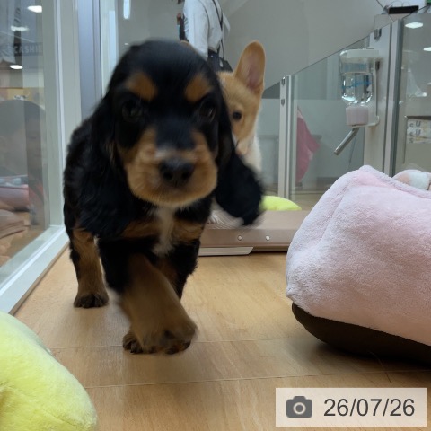 埼玉県のイングリッシュコッカースパニエル (ペットプラス 浦和美園店/2026年5月23日生まれ/男の子/ブラックタン)の子犬の4枚目の画像
