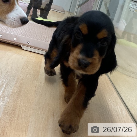 埼玉県のイングリッシュコッカースパニエル (ペットプラス 浦和美園店/2026年5月23日生まれ/男の子/ブラックタン)の子犬の3枚目の画像