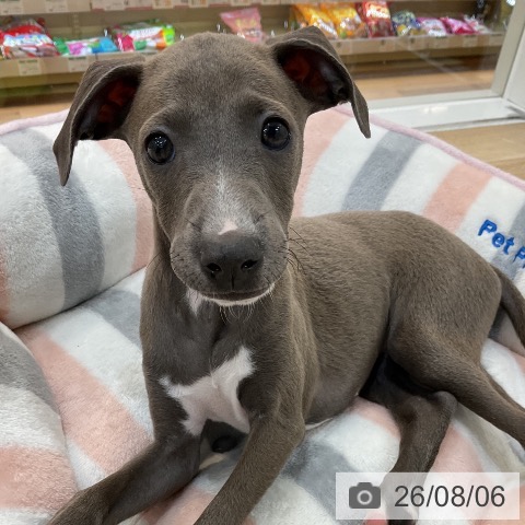 群馬県のイタリアングレーハウンド (ペットプラス 前橋店/2026年5月19日生まれ/女の子/ブルーホワイトマーキングス)の子犬の3枚目の画像