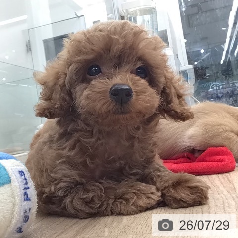 東京都のトイプードル(トイ) (ペットプラス むさし村山店/2026年5月24日生まれ/男の子/レッド)の子犬の3枚目の画像