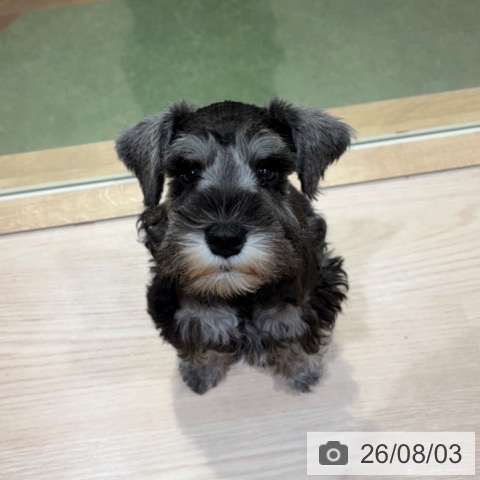 ミニチュア・シュナウザーの写真