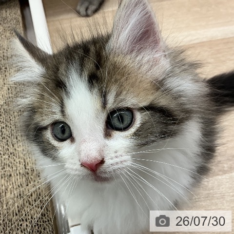 宮城県のノルウェージャンフォレストキャット (ペットプラス 名取店/2026年5月24日生まれ/男の子/ブラウンタビーホワイト)の子猫の4枚目の画像