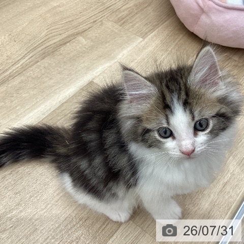 宮城県のノルウェージャンフォレストキャット (ペットプラス 名取店/2026年5月24日生まれ/男の子/ブラウンタビーホワイト)の子猫の3枚目の画像