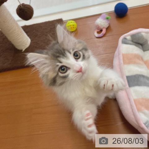 東京都のノルウェージャンフォレストキャット (ペットプラス 板橋店/2026年5月23日生まれ/女の子/ブルーマッカレルタビーホワイト)の子猫の4枚目の画像