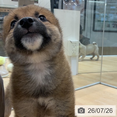 埼玉県の柴犬(標準サイズ) (ペットプラス 浦和美園店/2026年5月25日生まれ/男の子/赤)の子犬の4枚目の画像