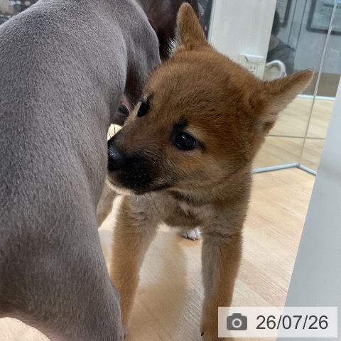 埼玉県の柴犬(標準サイズ) (ペットプラス 浦和美園店/2026年5月25日生まれ/男の子/赤)の子犬の3枚目の画像