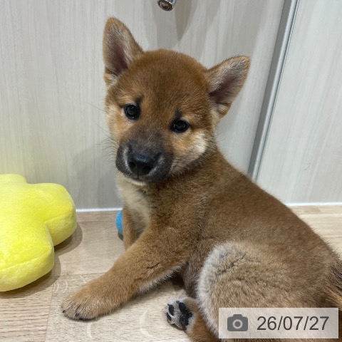 埼玉県の柴犬(標準サイズ) (ペットプラス ららぽーと富士見店/2026年5月25日生まれ/男の子/赤)の子犬の4枚目の画像