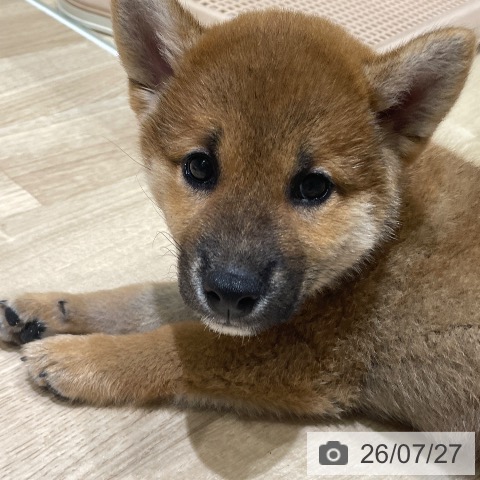 埼玉県の柴犬(標準サイズ) (ペットプラス ららぽーと富士見店/2026年5月25日生まれ/男の子/赤)の子犬の3枚目の画像