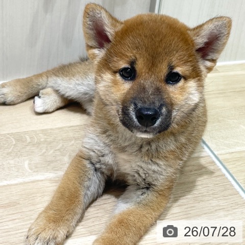 埼玉県の柴犬(標準サイズ) (ペットプラス ららぽーと富士見店/2026年5月25日生まれ/男の子/赤)の子犬の3枚目の画像