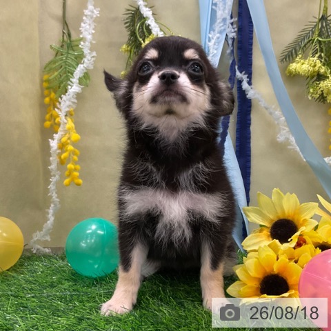 千葉県のチワワ(ロング) (ペッツワン 千葉ニュータウン店/2026年5月27日生まれ/男の子/ブラッククリーム)の子犬の4枚目の画像