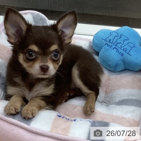 長野県のチワワ(ロング) (ペットプラス 松本店/2026年5月27日生まれ/男の子/チョコレートタン)の子犬の3枚目の画像
