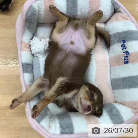 チワワの写真