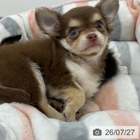チワワの写真