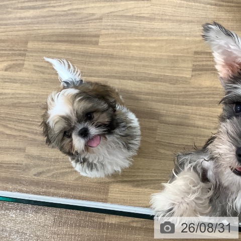 茨城県のシーズー (ペッツワン 阿見店/2026年5月27日生まれ/男の子/ホワイトゴールド)の子犬の3枚目の画像