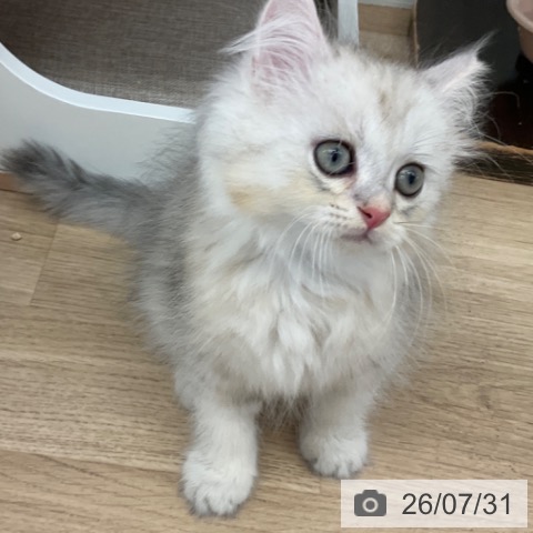 ペルシャの写真