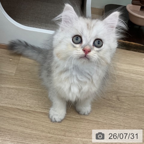 ペルシャの写真